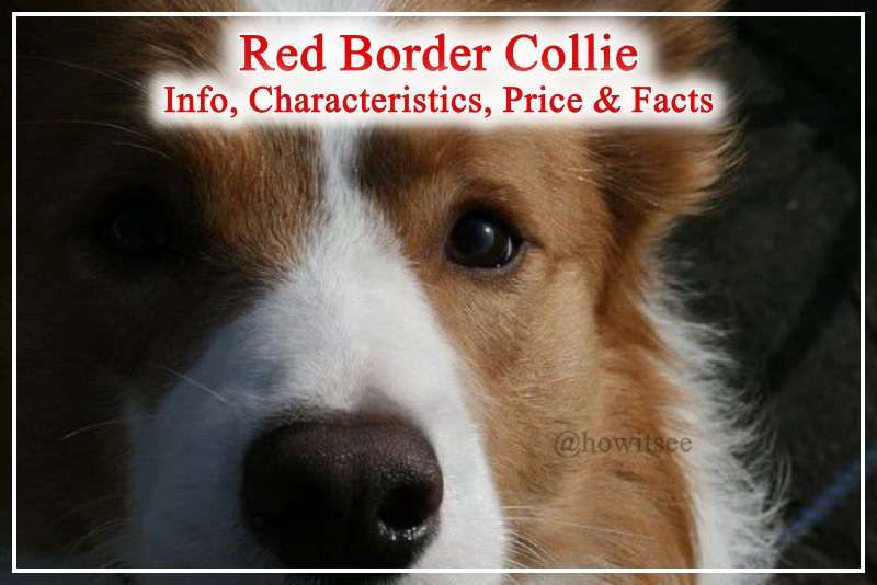 Red Border Collie Info, Characteristics, Price & Facts