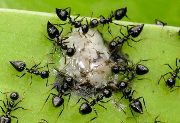 Top 15 Smallest Ants In The World Tiny Ants 2023   Smallest Ants In The World Saint Valentine Ant 