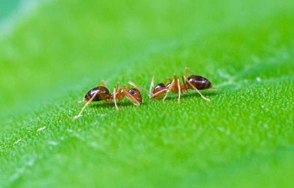 Small Honey Ant