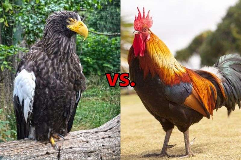 eagle vs rooster