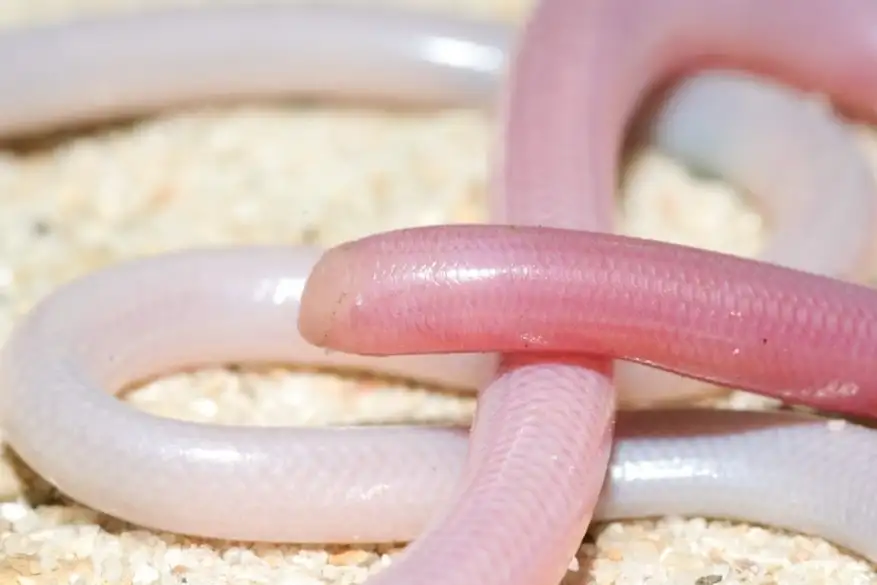 Madagascar Worm Snake
