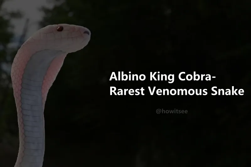 Albino King Cobra