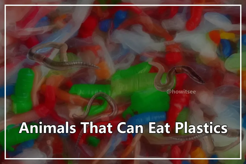Animals Can Eat Plastics