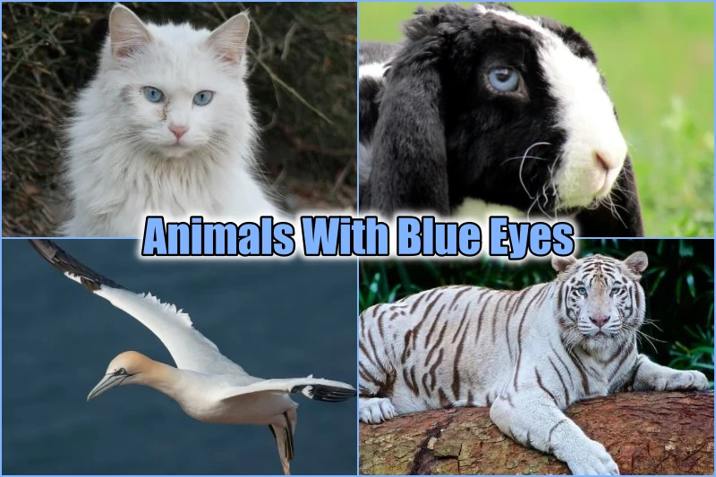 Animals With Blue Eyes