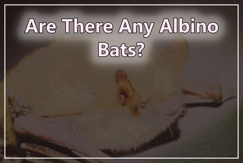 Albino Bat