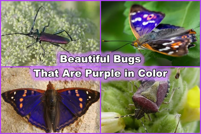 Purple Bugs