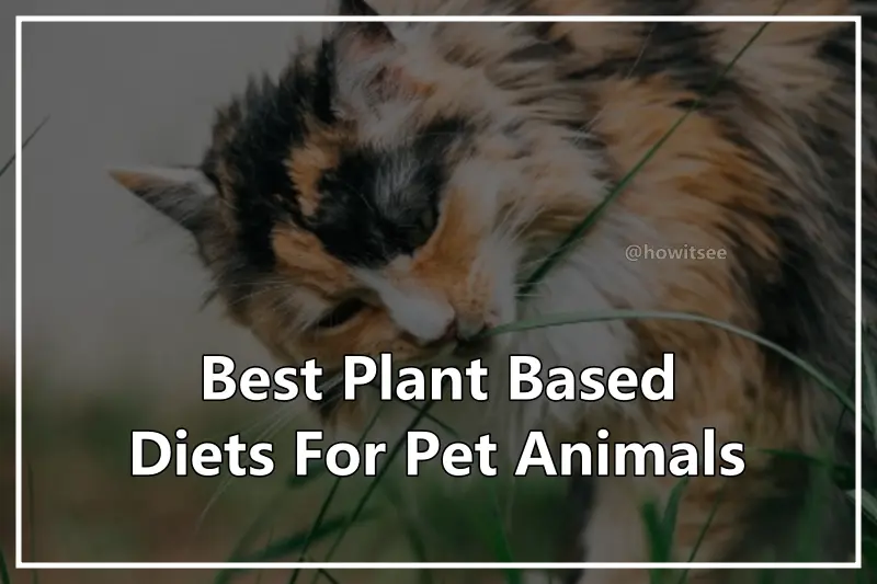 Best Plant Based Diets For Pet Animals