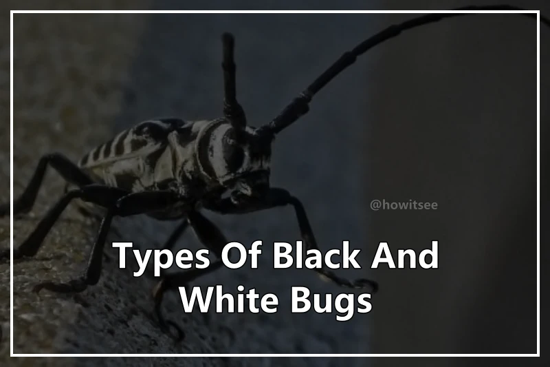 Black And White Insects