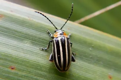 Pennsylvania Flea Beetle