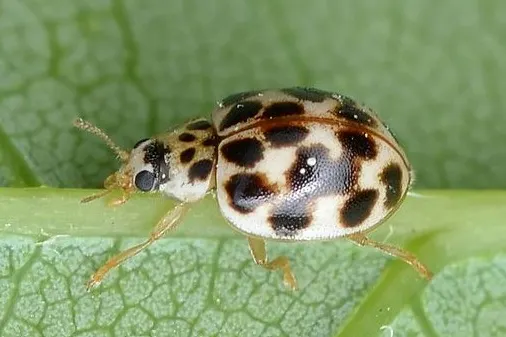 Twenty-Spotted Lady Beetle