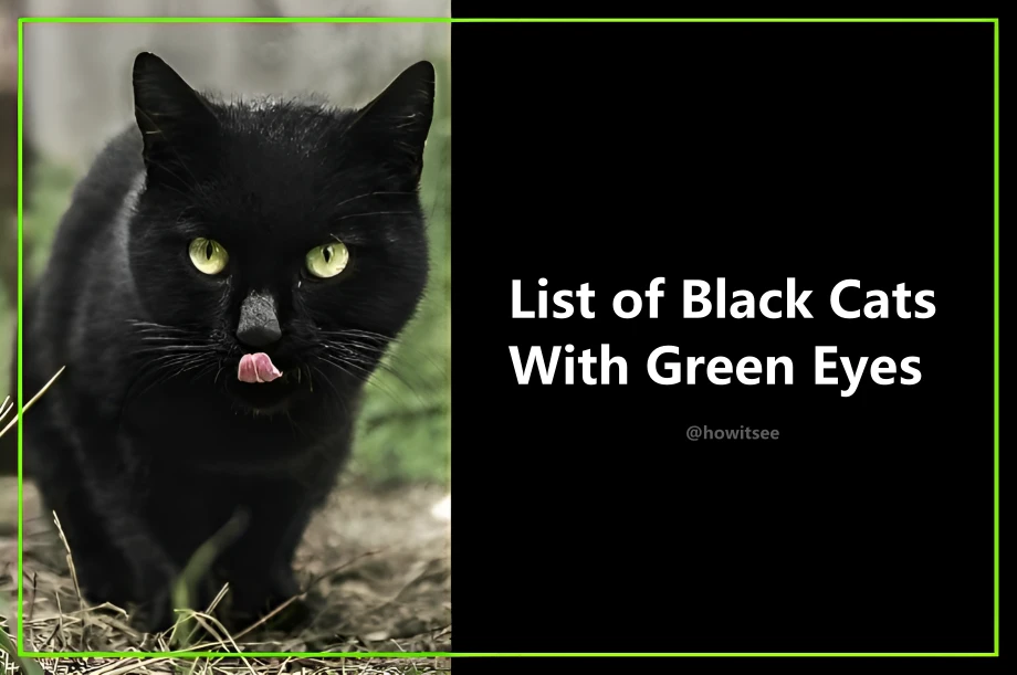 Black Cats With Green Eyes