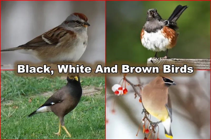 Black, White And Brown Birds