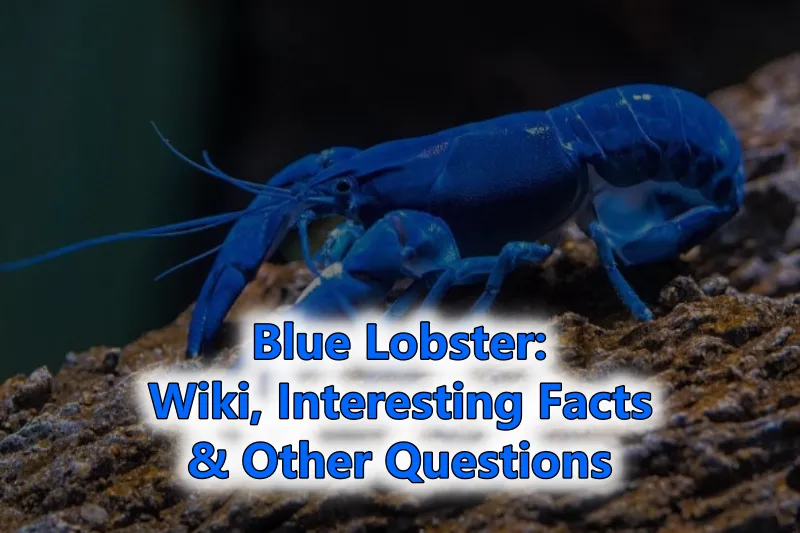 Blue Lobster Wiki