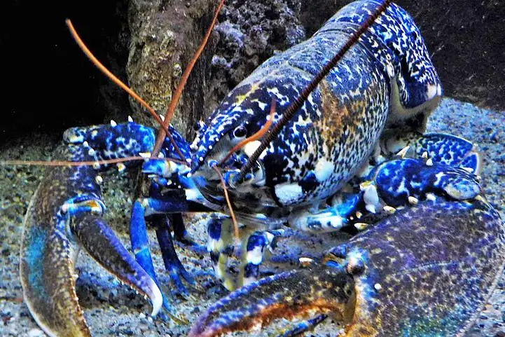 Blue Lobster Wiki