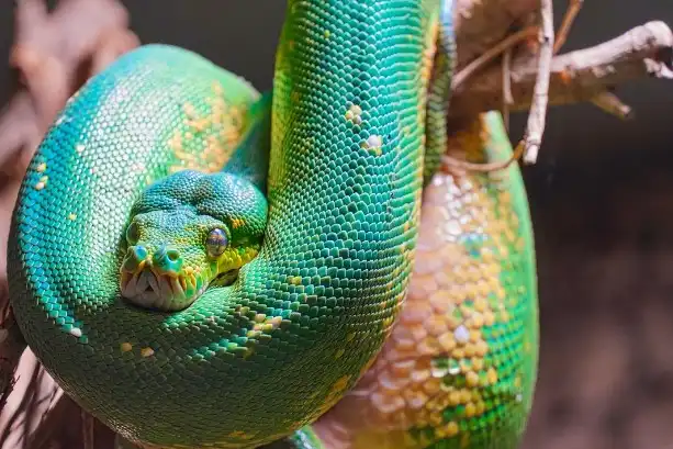 Green Tree Python- Blue Morph