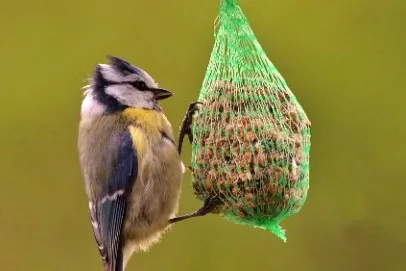 Important Nutrients For Birds