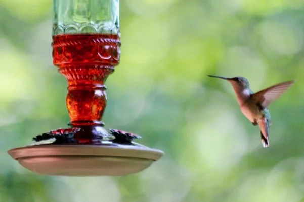 Nectar For HummingBirds
