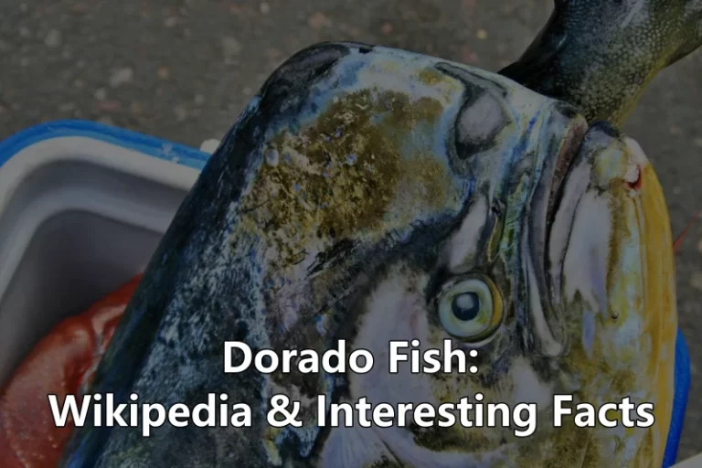 Dorado Fish Wiki