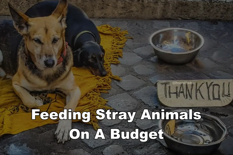 Feeding Stray Animals