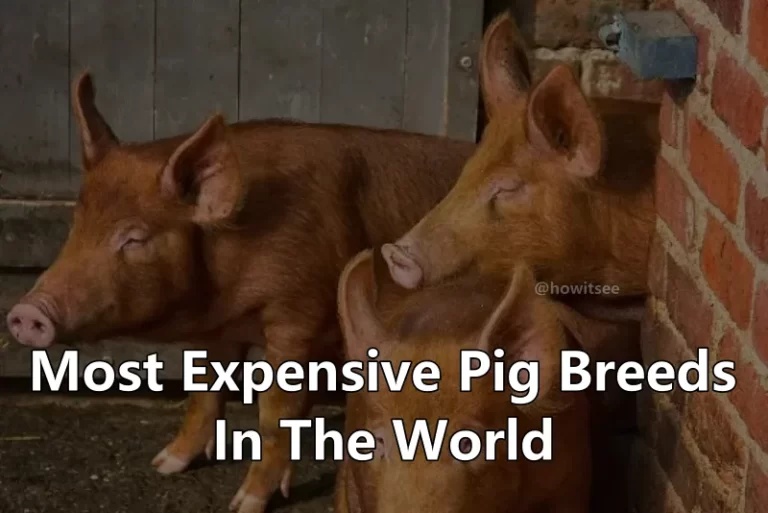 Most Expensive Pig Breeds