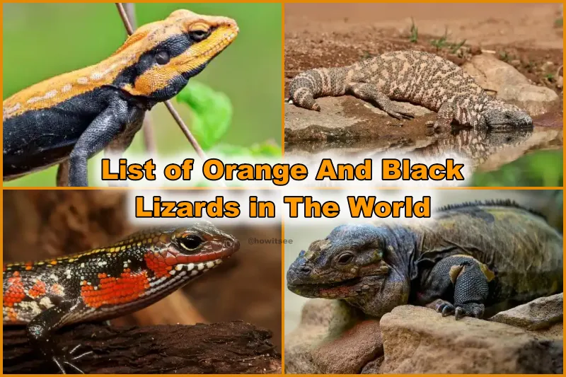 Orange And Black Lizards