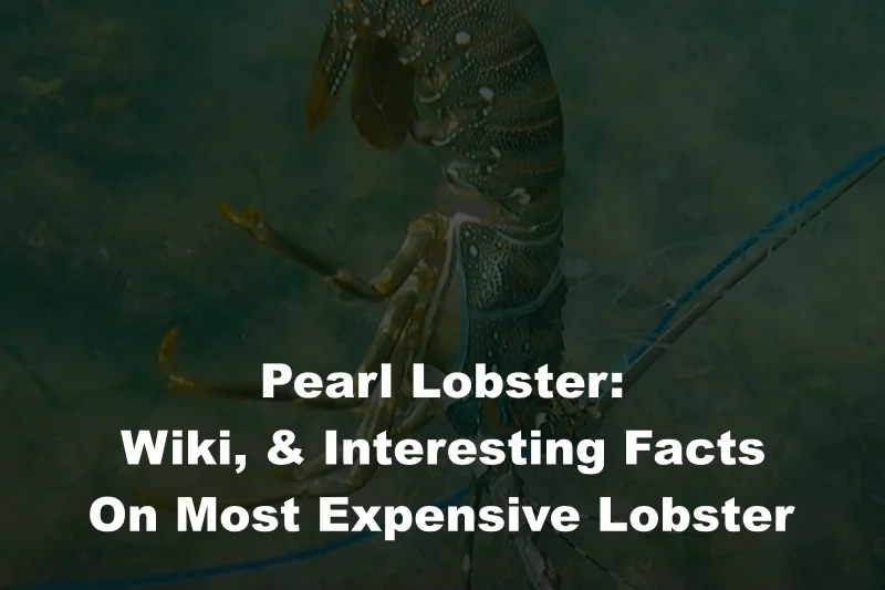 Pearl Lobster