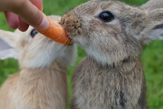Rabbit is eating carrot