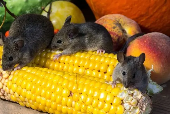 Vegan food for mouse