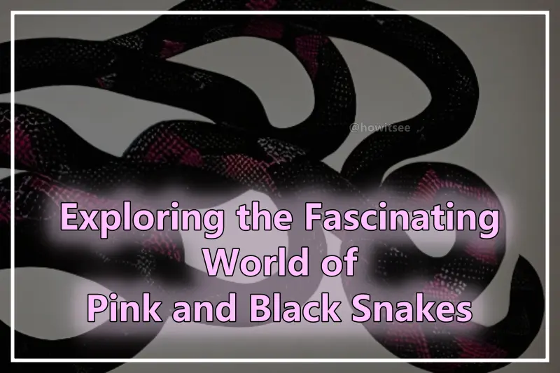 Pink And Black Snakes
