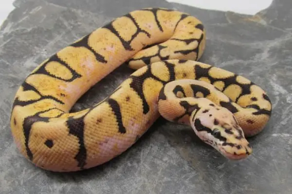 Banana Pastel Ball Python