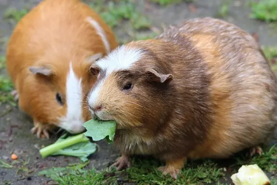 Guinea pigs eating leaves