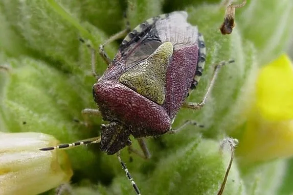 Purple Shield Bug
