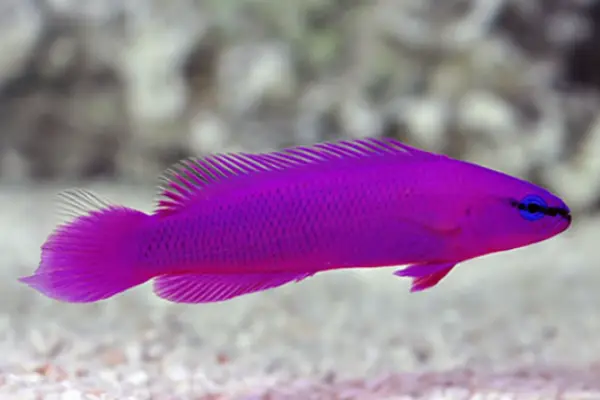 20 Most Beautiful Purple Fish For Your Aquarium (With Price)