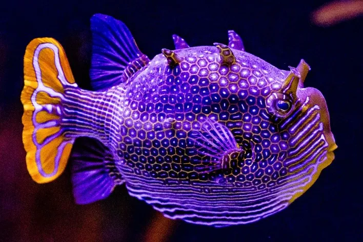 Ornate Boxfish
