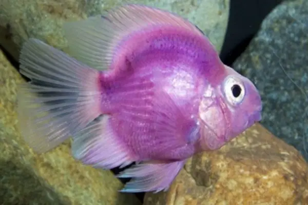 20 Most Beautiful Purple Fish For Your Aquarium (With Price)