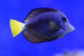 20 Most Beautiful Purple Fish For Your Aquarium (With Price)