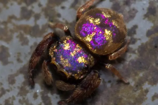 Purple Gold Spider