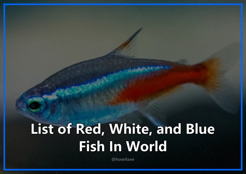 Red White and Blue Fish