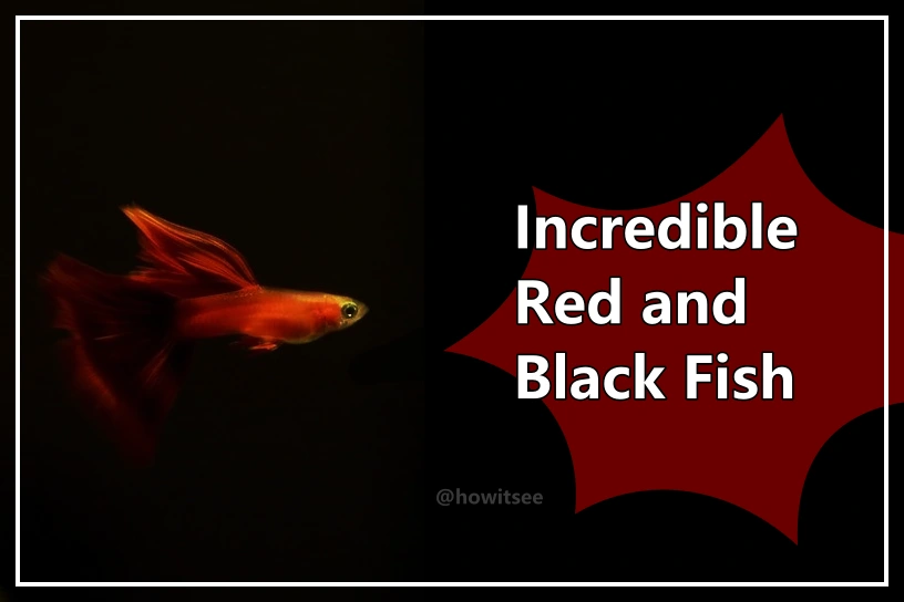Red and Black Fish