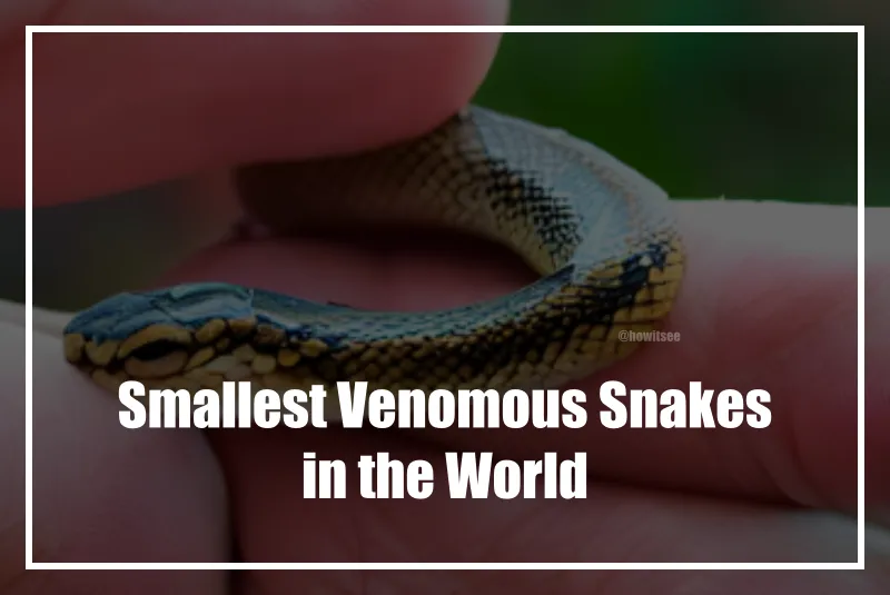 Tiny But Deadly World s Smallest Venomous Snakes 2023 HowitSee