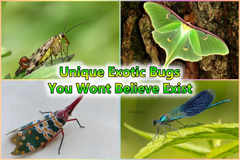 Unique Exotic Bugs