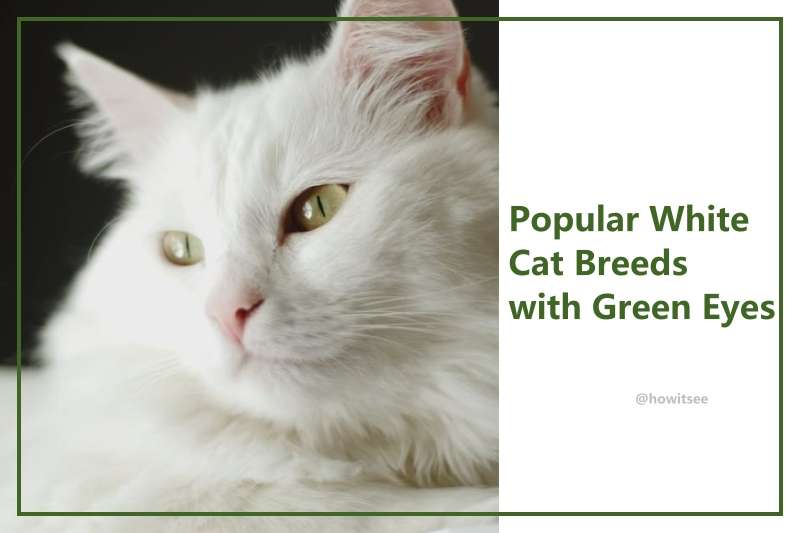 White Cats with Green Eyes