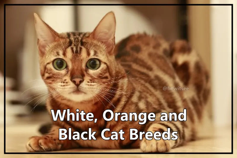 White, Orange, and Black Cat
