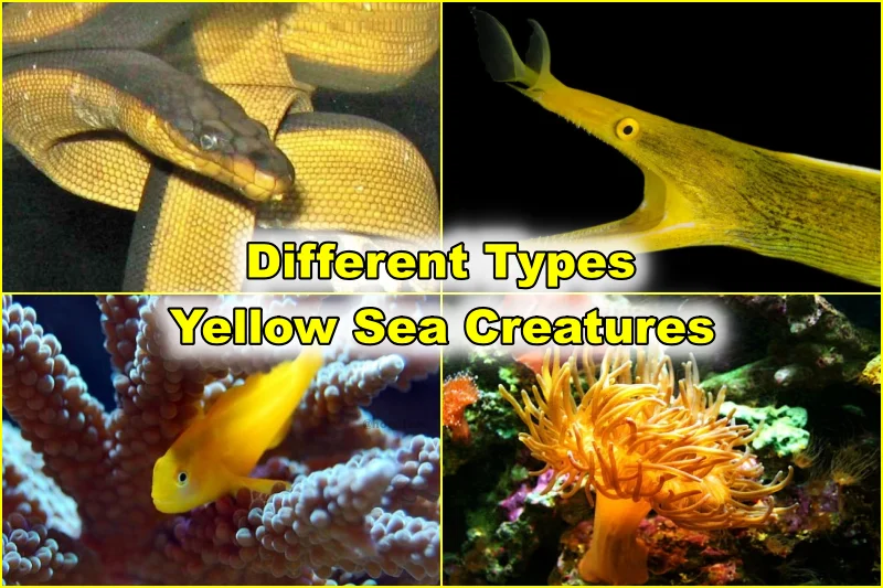 Yellow Sea Creatures