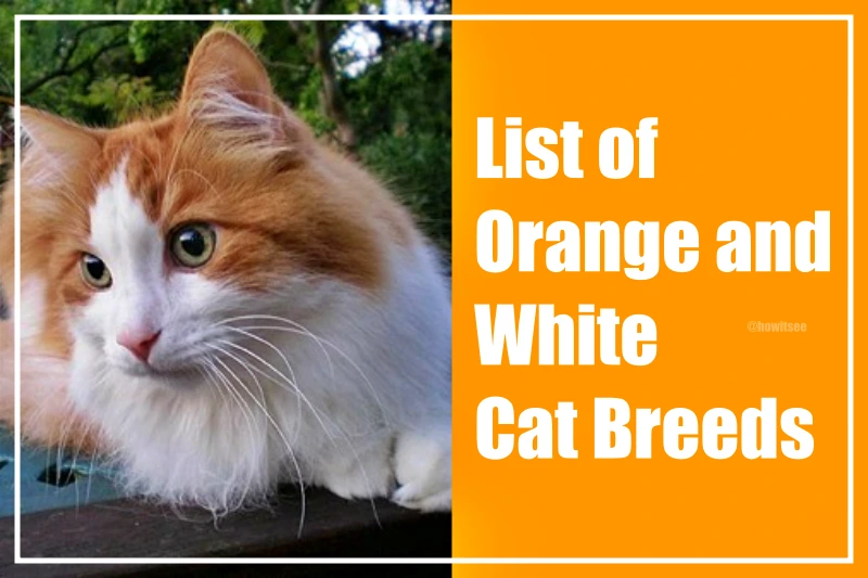 orange and white cats