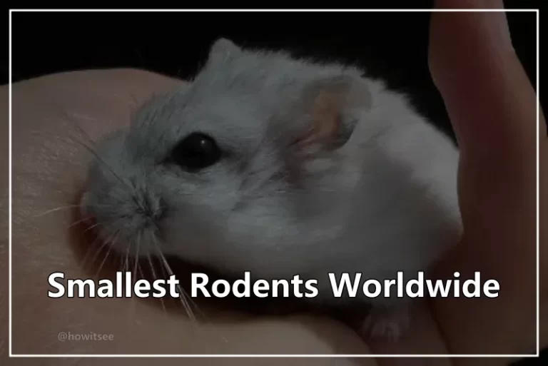 smallest rodents