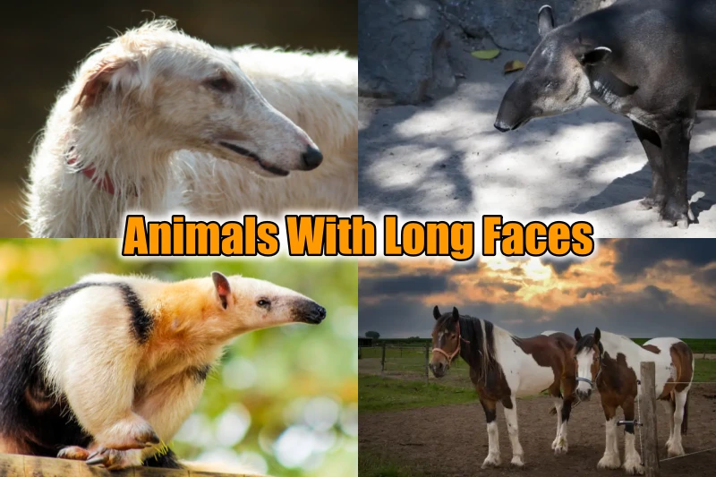 Animals With Long Faces