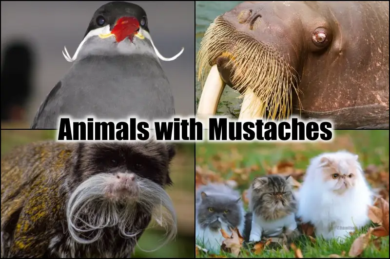 Animals with Mustaches