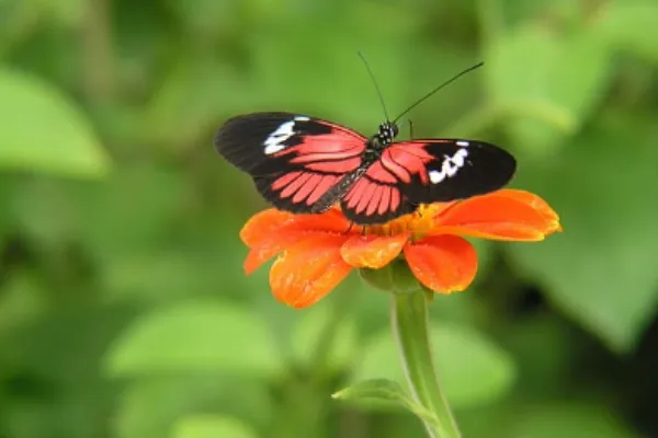Postman Butterfly