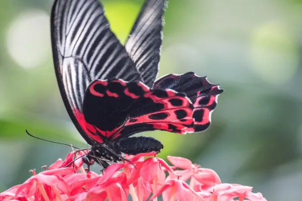 Scarlet Butterfly